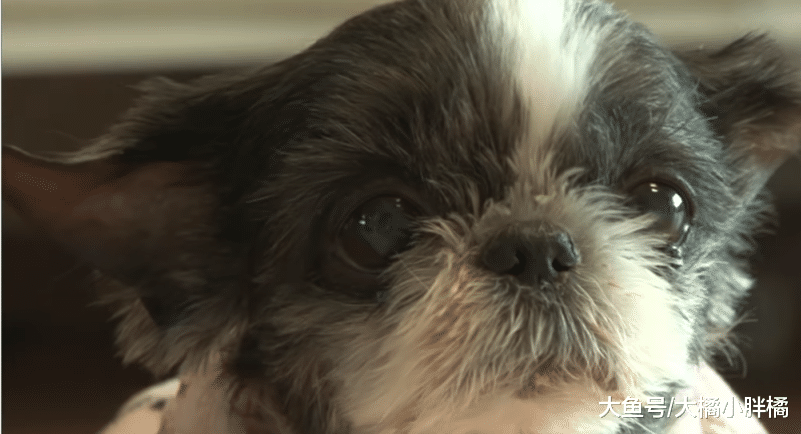 狗狗4年前与主人走散，4年后有个遗愿，它想再最后看一眼主人