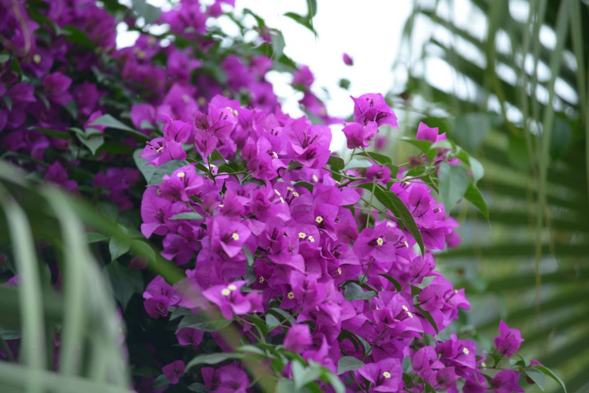 三角梅喜欢温暖湿润、光照充足的环境，和肥沃微酸性的土壤