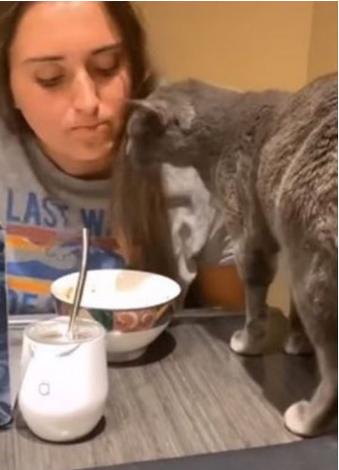 向美女讨吃遭到无视，猫咪竟放臭屁疯狂报复