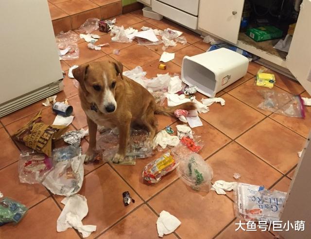 狗狗做错事，不能打还不能骂？训犬师告诉你别骂狗的五个原因