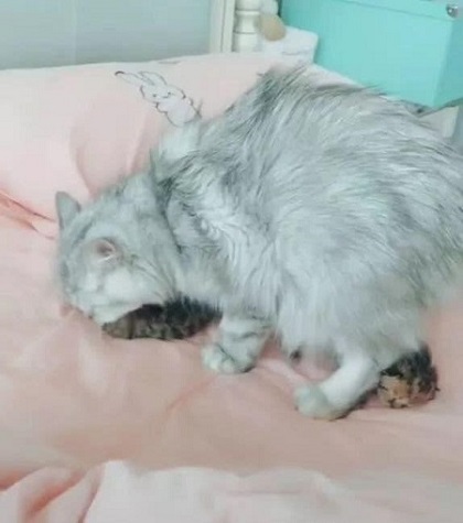 女主刚铺好新床单，猫咪就把幼崽全部搬到床上，主人瞬间傻眼了