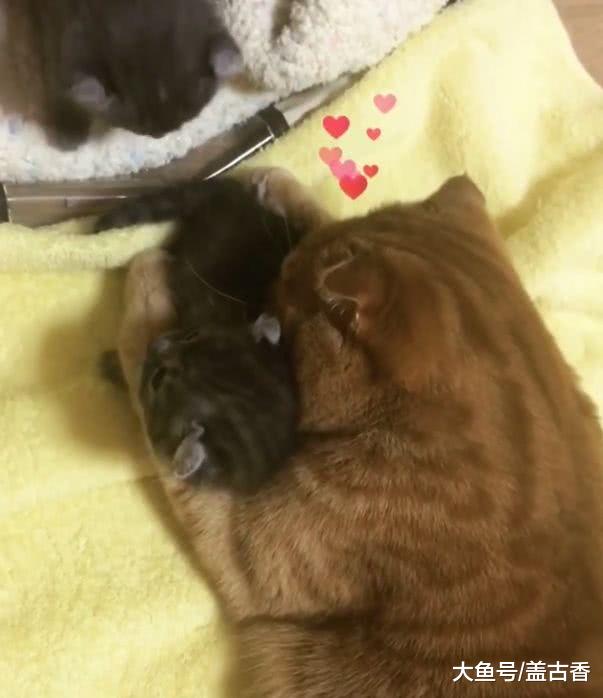 猫咪喜当爹，对小奶猫爱不忍释，猫妈：滚开，毛都快让你舔掉没了