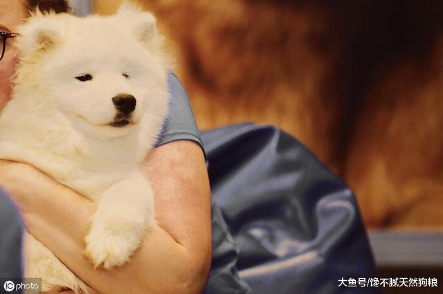 为什么狗狗喜欢“头朝窗外看”？大概这几点就是原因