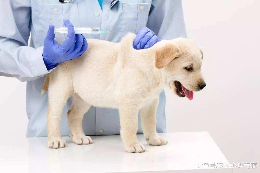 狂犬病潜伏期长达20年? 正确认识和预防狂犬病避免盲目恐慌