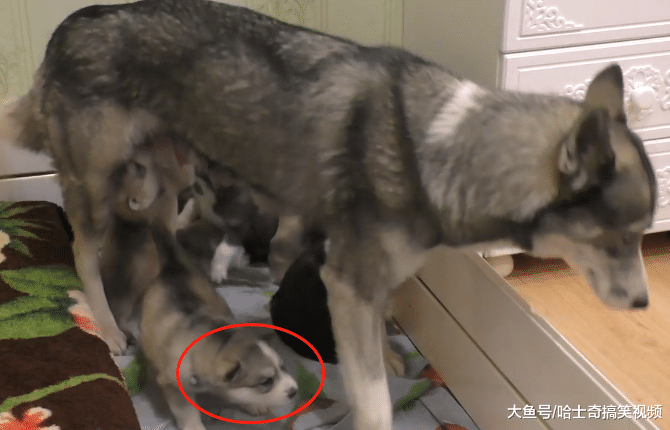 二哈當了媽，卻還常跟“朋友”跑去玩，回家還不情愿喂寶寶