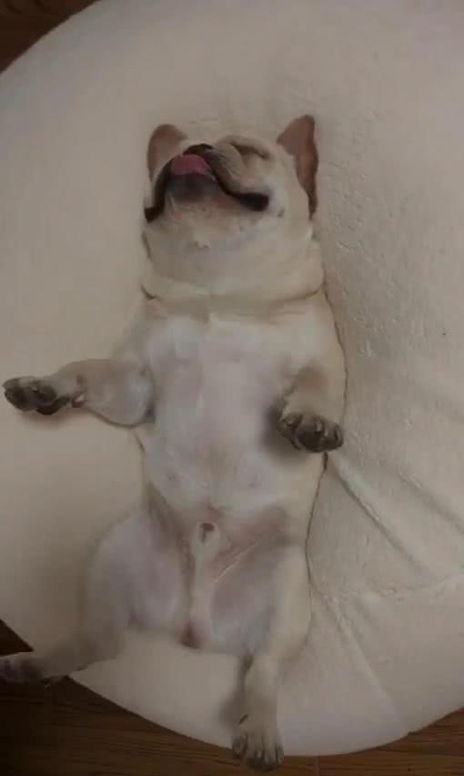 主人加班到半夜, 回家看到狗的姿势后, 气不打一处来, 狗: 真安逸