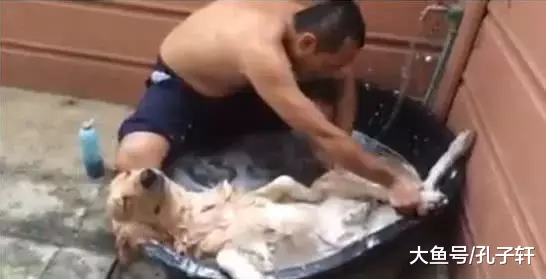 主人带金毛去宠物店洗澡，老板看到金毛后当场黑脸拒绝！