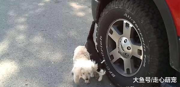 一起长大的狗狗失明了, 小护士上线: 以后我就是你的眼睛