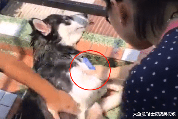 二哈被强行拉去路边洗澡, 还用上了刷子, 感觉像在杀鸭子