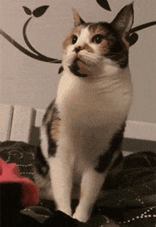 猫主子们大搞怪! 千万不要对猫竖中指, 否则…