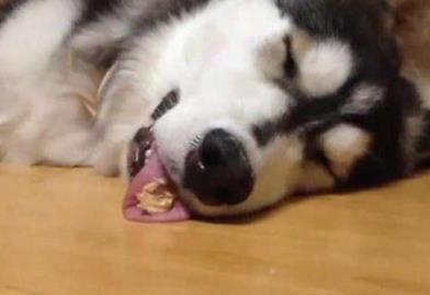 二哈睡大觉被铲屎官拍醒, 表情亮了, 网友: 新的装修计划正在加载