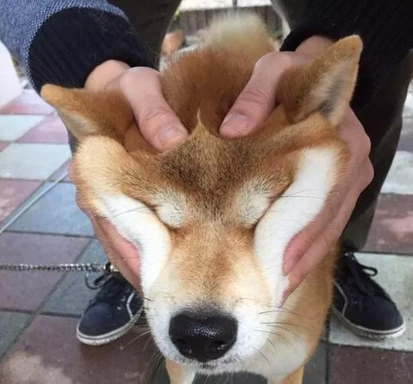 柴犬居然是基因最接近狼的狗…這貨的狼性是被狗吃了嘛？！