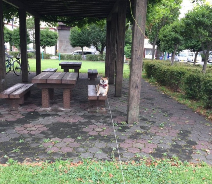 “我喜欢这公园，绝不回去汪！”12张狗狗的直率表情照让你笑不停