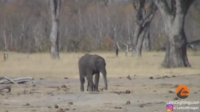 草原之上只能有一個霸主，象和獅子狹路相逢，生死決戰一觸即發
