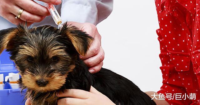 狗狗除了吃，还要注意哪些方面，才能拥有健康快乐的狗生？