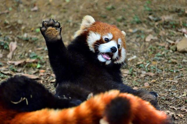 小熊猫偷吃被发现，围殴犯错伙伴撒气，饲养员无奈拿出苹果劝架！