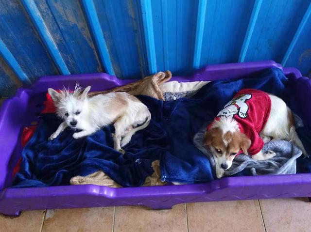 再有大量爱心物资抵达流浪动物救助站，负责人与义工表示十分感谢