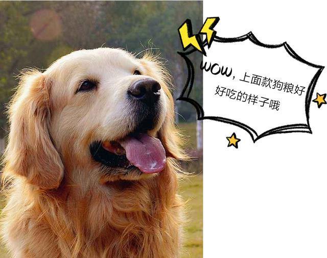 想知道自家金毛是不是串串狗? 纯种金毛都有的5大特征, 你家有吗