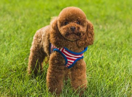 主人带泰迪一块去看房, 泰迪的表现亮了: 这一栋楼我都要了