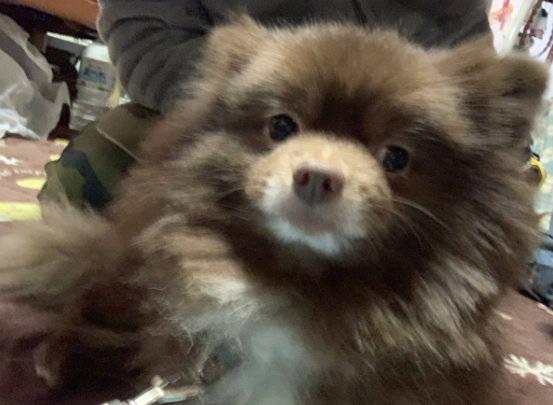 陪伴了我4年的狗，和大家分享一下我們雙方的好與壞