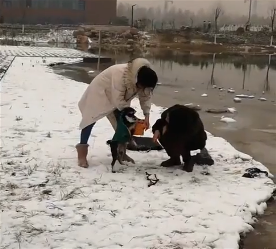 小狗掉进冰窟窿, 站在水里不知所措, 好心人的举动暖心了……