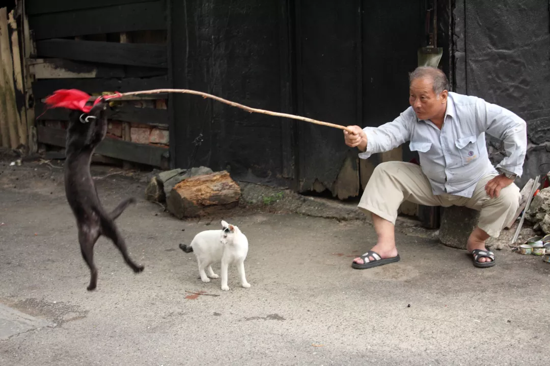 撸猫有助于缓解老年痴呆？猫：我为这个家操碎了心！