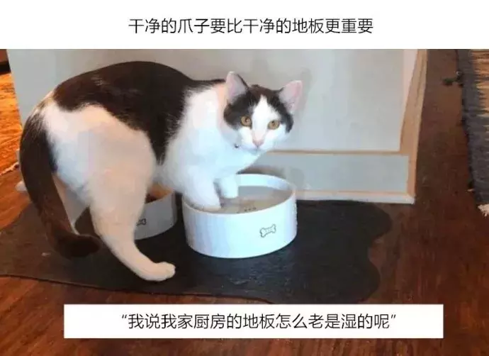 喵：這個家的主子只有我。