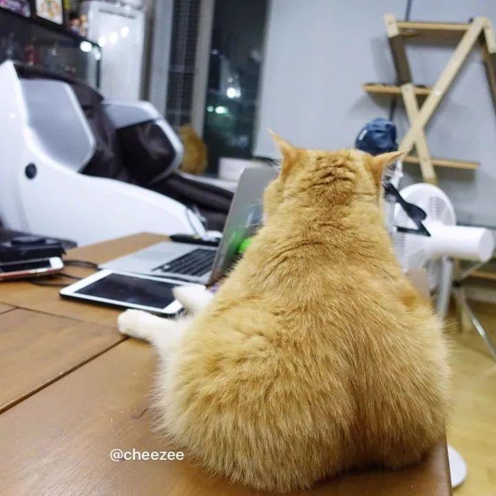 猫, 也是有蜜桃臀的!