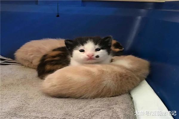 流浪猫妈生了4只宝宝，小奶猫却有“媒婆痣”，宠主也笑翻了