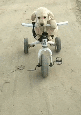 拉布拉多骑三轮车，掉进沟前还知道跳车，网友：一看就是老司机…