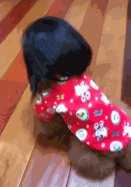 主人给泰迪穿上衣服，套上假发后立马笑喷，网友：还以为是个孩子