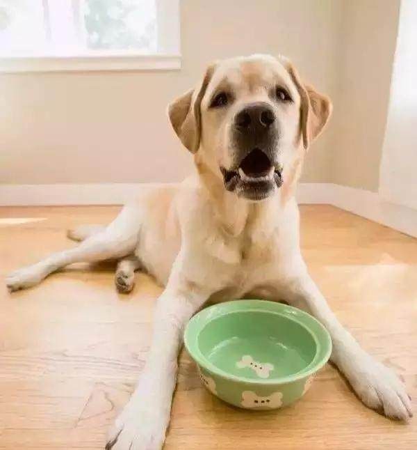 狗狗呕吐，注意这六种疾病，会危及生命