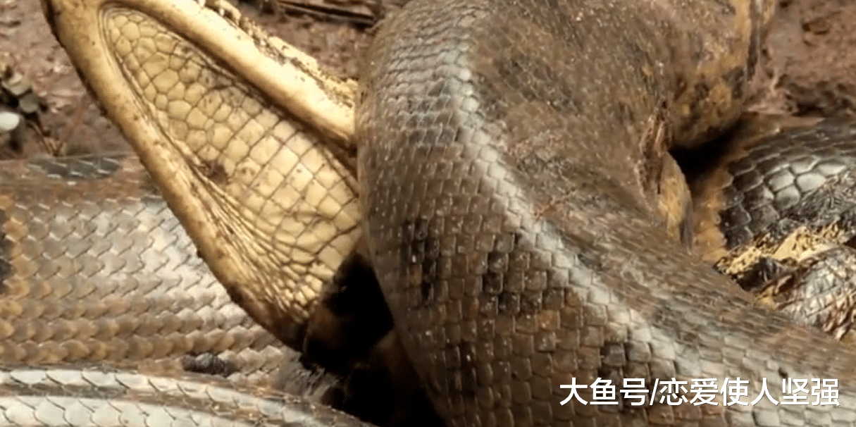 巨无霸水蟒对鳄鱼的猎杀，这水蟒口味独特，喜欢有嚼劲的！