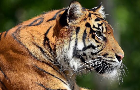 如果说世界上最强壮的男人，可以和老虎相匹敌吗