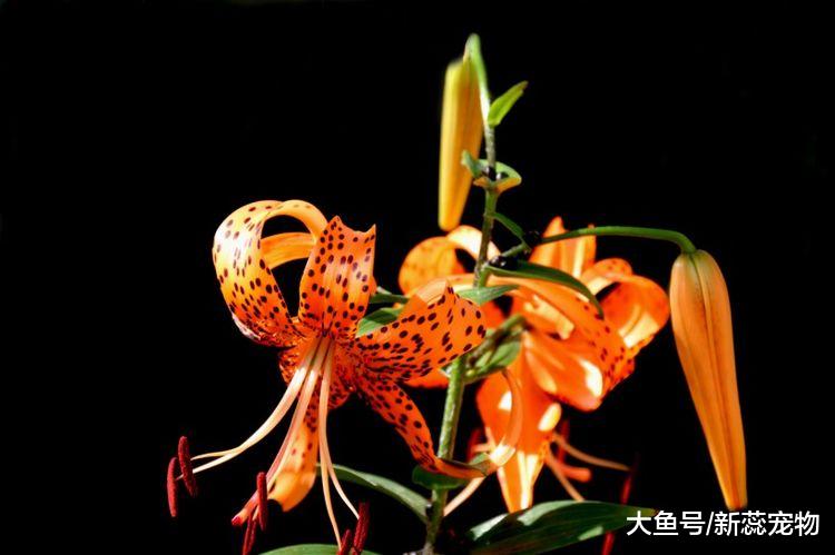 进入10月3号，3生肖喜鹊窗前叫不停，风生水起在眼前！