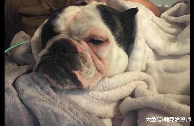斗牛犬被主人拴在地牢里繁殖小狗，它每晚的悲鸣声听了很是心痛