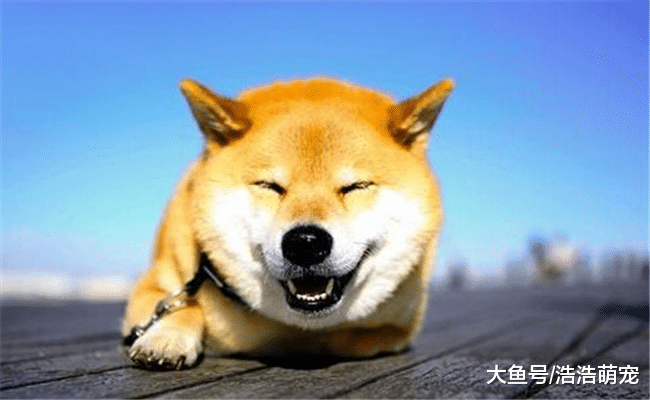 最受欢迎的5种宠物犬, 第四种长得有点丑, 第五种跟二哈很像