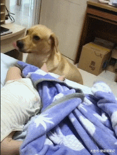 自从小主人出生后，拉布拉多就化身全职保姆，宠溺的眼神好有爱啊