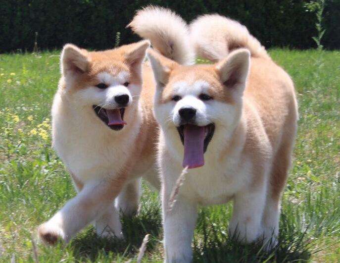 推荐五种值得养的狗狗给你们，不过第五种先考虑一下比较好