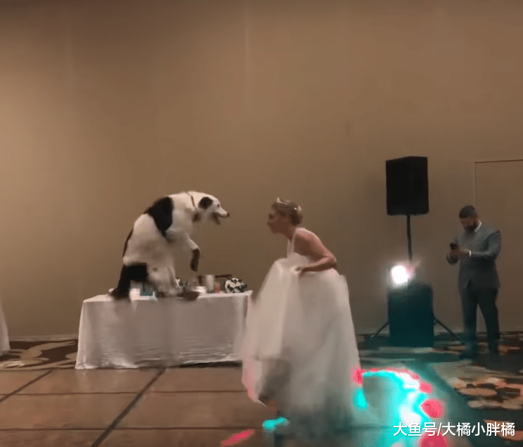 新娘在婚礼上和爱犬跳舞，华丽身姿令人陶醉，新郎的反应太逗了