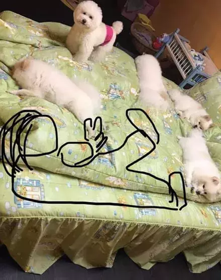 5只狗子占滿了床，主人沒處睡覺，網友的神回復讓他笑噴了...