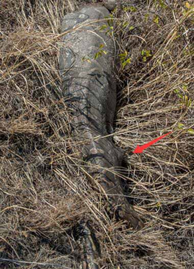 巨蟒野外离奇死亡，原因居然是“自杀”，这到底是怎么回事