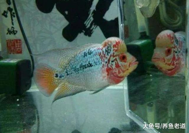 观赏鱼水霉病的治疗，一句话就搞定了，为什么有时候就是治不好？