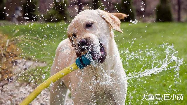狗狗太活跃，可能是患有多动症，以下犬多动症状你家狗狗有吗