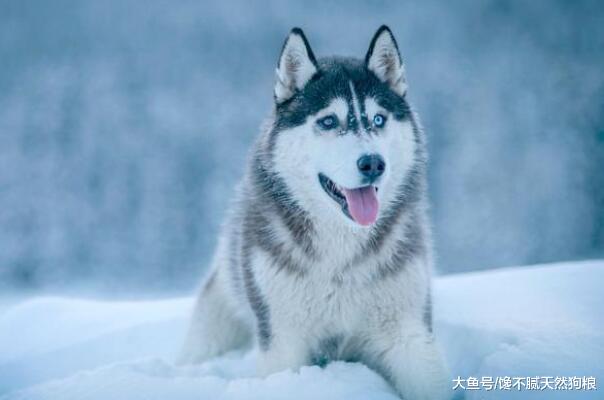 狗狗毛发不好，吃什么食物好？这5种美毛食物别错过