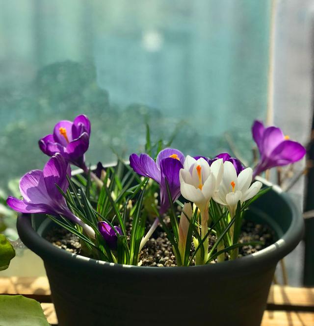 此盆栽，叶丛纤细，花朵娇柔优雅，芳香四溢，可抵御-18℃的低温