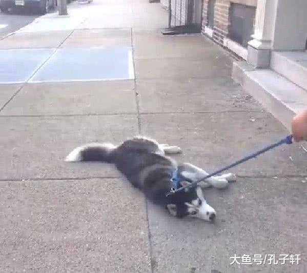 被拖着走的狗子, 以为是虐狗, 结果让人心疼