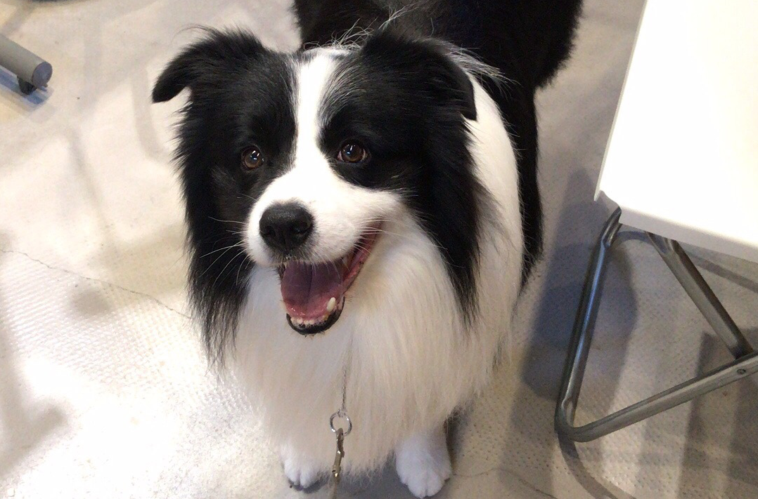 我家边牧肚子上起了红色小疙瘩是怎么回事啊？