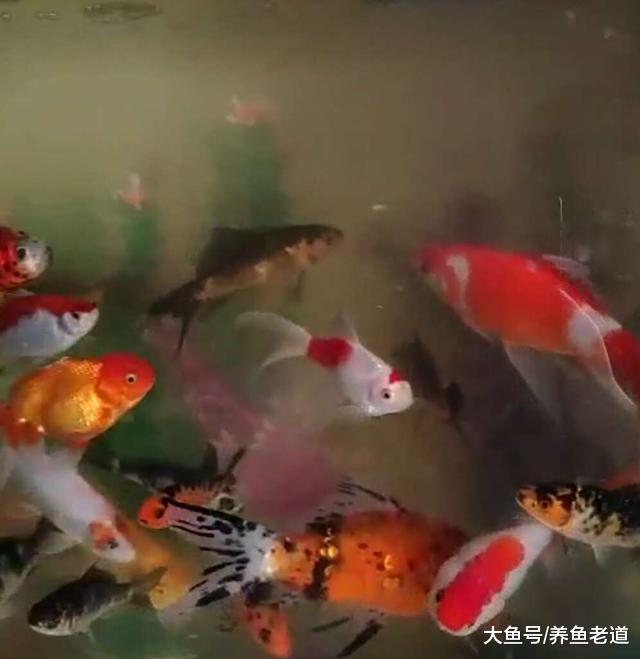 这个鱼缸的水质, 想要保持清澈基本上是没有可能了!