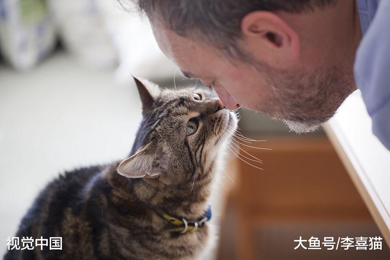 貓咪得了口炎要根據實際情況治療，為了治愈全口拔牙也未嘗不可